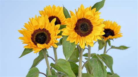 Обои Подсолнухи 5k 4k цветы небо Sunflowers 5k 4k Wallpaper