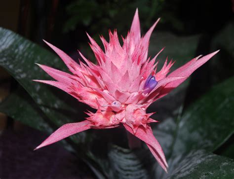 Spiky Flowers Names Best Flower Site