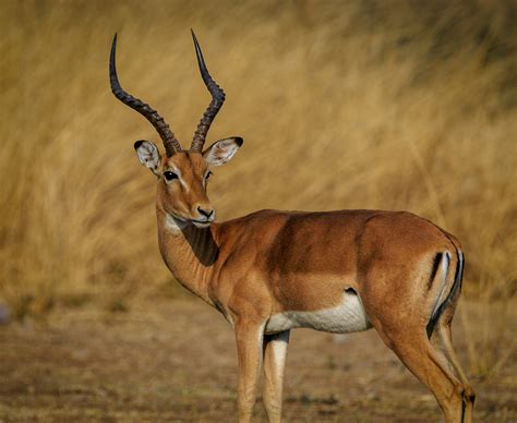 Photo Gratuite De Afrique Animal Antilope