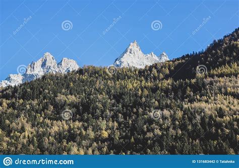View Of Snowy Alps Mountains And Green Trees Hill Stock Photo Image