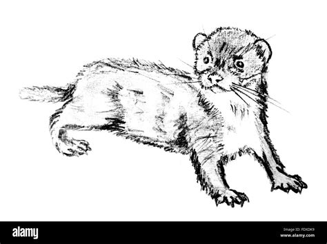 Weasel Drawing Black And White Stock Photos And Images Alamy