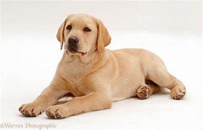 Labrador Yellow Retriever Puppy Golden Dog Sitting
