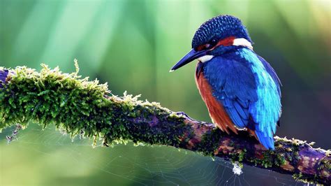 Kingfisher Background Wallpaper 27851 Baltana