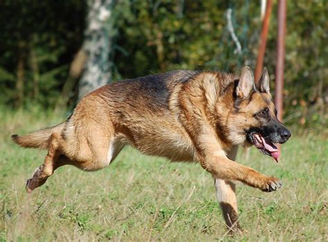 All List Of Different Dogs Breeds The Dog German Shepherd