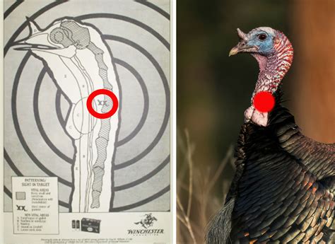 Where To Shoot A Turkey Outdoor Life