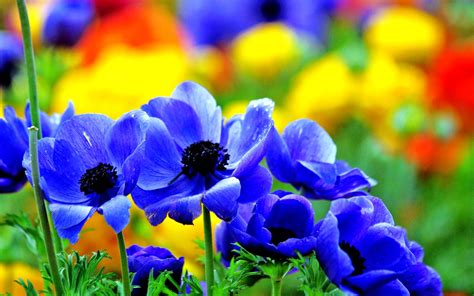 Wallpaper Nice Flower Images Nice Flowers Free Stock Photo Public