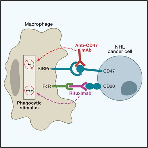 Anti Cd47 Antibody Synergizes With Rituximab To Promote Phagocytosis