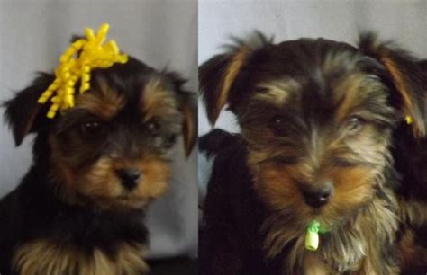 Buy, sell or adopt local pets in or oregon. Yorkie Puppies for Sale in Mount Vernon, Oregon Classified ...