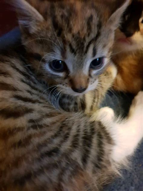Female Tabby Kitten Wanting A Loving New Home In Chadderton