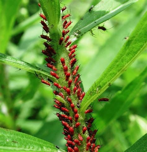 Aphids of the genus dactynotus were found primarily on eastern perennial species of helianthus. How to Get Rid of Aphids Naturally | Dengarden