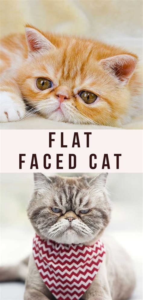 Flat Faced Cats Investigating Brachycephalic Cat Breeds Flat Faced