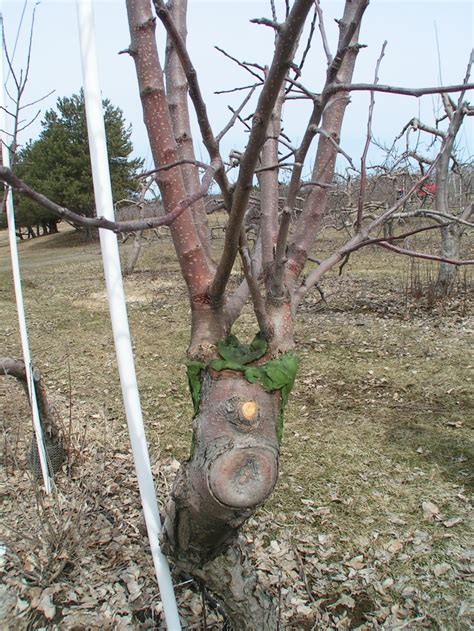 Grafted Apple Tree At Alysons Orchard Grafting Plants Farm Stand
