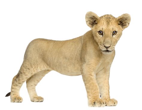 Download Lion Png Image Image Download Picture Lions Hq Png Image