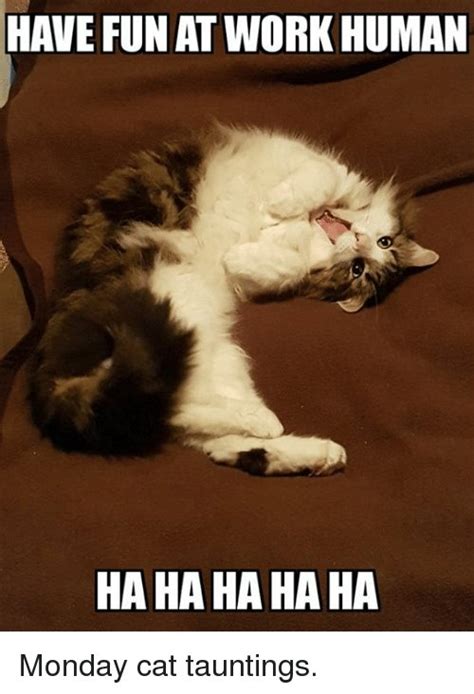 Grasp The Unbelievable Cat Work Funny Memes Hilarious Pets Pictures