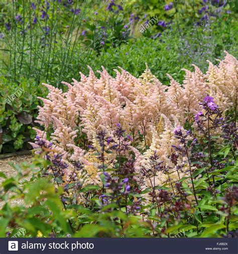 Astilbe Japonica Hi Res Stock Photography And Images Alamy