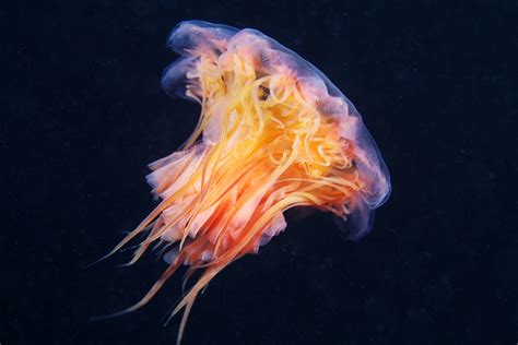 Arctic Biologist Shares Astonishing Sea Creatures With The