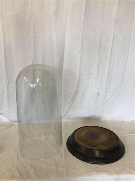 Glass Bell Dome 20inch E Carrara And Sons