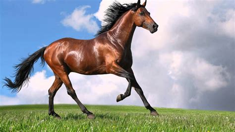 🔥 Free Download Wallfocuscom Galloping Horse Hd Wallpaper Search Engine