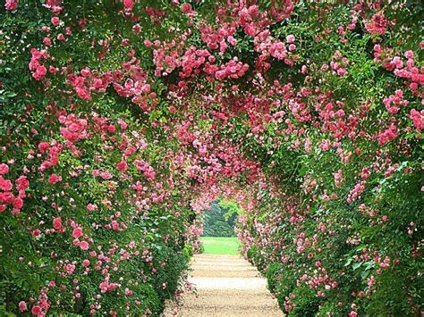 Flower beautiful roses beautiful garden pink roses beautiful garden roses pink beautiful flower flower garden flower pink beautiful pink flower roses garden pink garden roses flowers high definition picture petals background close up tulips bouquets high definition pictures rose exquisite. Rose Garden Wallpapers - Wallpaper Cave