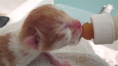 Newborn Kitten Bottle Feeding Youtube