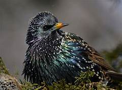 Starlings In The Spotlight Photographs That Showcase The Beauty Of San Joses Birds