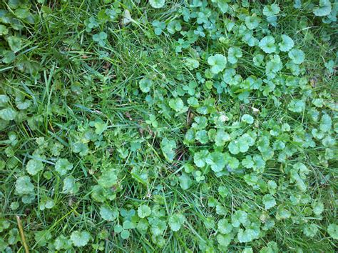 Nov 02, 2020 · removing the ivy: Removing Ground Ivy From Lawns