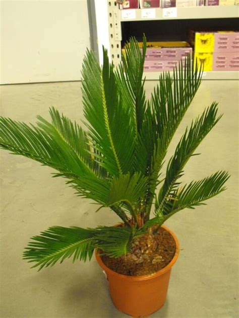A Z List Of House Plants Common And Scientific Names Sago Palm