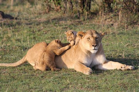 African Lion Cubs With Mother