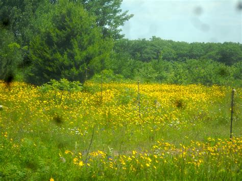 Arts Bayfield Almanac Coreopsis Blooming In The Orchard Fields