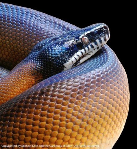 Leiopthon Albertisii White Lipped Python Snake Photos Beautiful