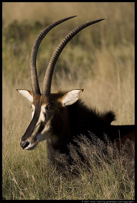 Photograph By Philip Greenspun Sable Antelope 04