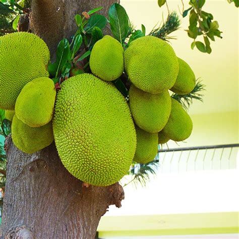 Jackfruit Kathal Dwarf Grafted Hybrid Nursery Nisarga