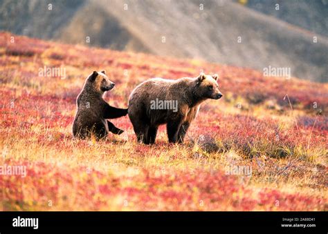 Grizzly Bear And Cub In Autumn Scenery Denali National Park Alaska