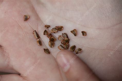 Redwood Tree Seeds Stock Image C0155351 Science Photo Library