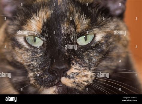 Adult Female Brindle Tortoiseshell Cat Hi Res Stock Photography And