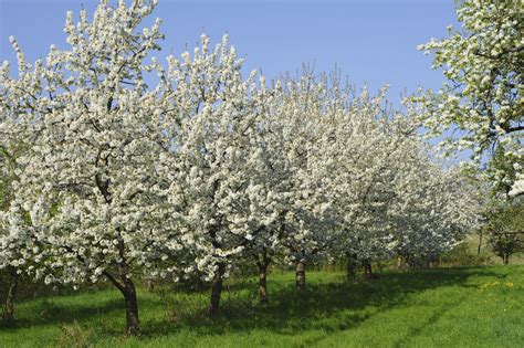 And if your garden soil is not ideal, filling a large container with a precisely formulated growing medium can make it possible to grow plants that would otherwise. Fruit Tree Distance - Learn About Space Requirements For ...