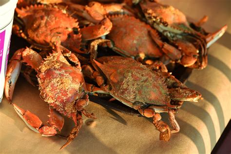 Crab Picking 101 Everything You Wanted To Know But Were Afraid To Ask