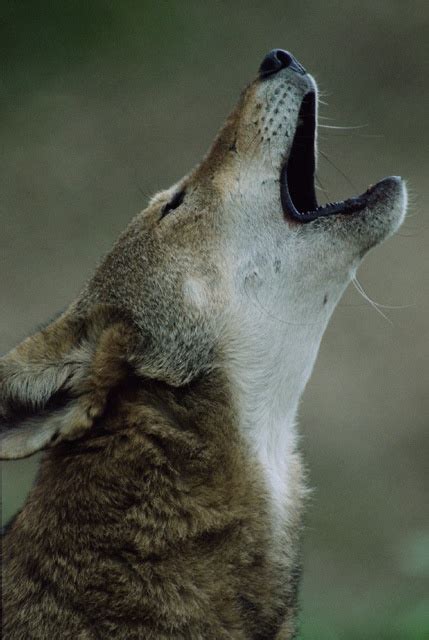 Red Wolves An Endangered Species In Peril The National Wildlife
