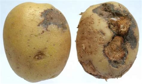 5 Tips For Growing Hydroponic Potatoes Climatebiz