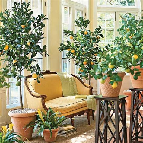 Ficus Lyrata And Indoor Citrus Trees Dutchbritishlove