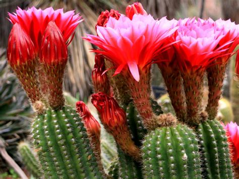 Echinopsis Huascha Red Torch Cactus World Of Succulents