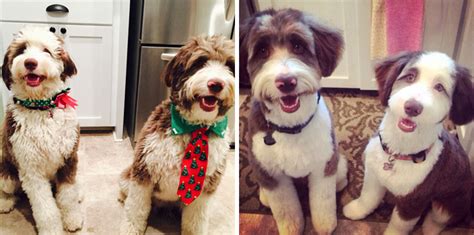 128 Dogs Before And After Their Haircuts Add Yours Bored Panda