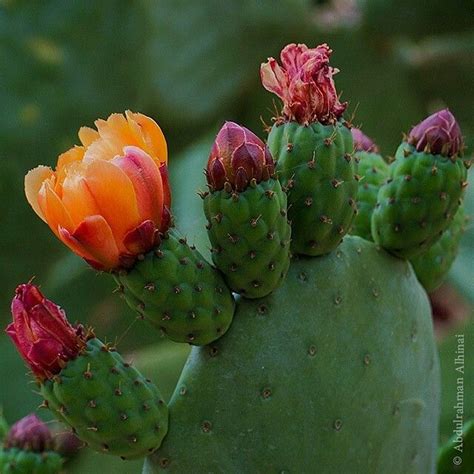 They looked like this when i got them: 231 best ☪ Oman images on Pinterest | Middle east, Arabian ...
