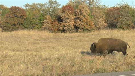 Wichita Mountains Wildlife Refuge Gets New Bison After 70