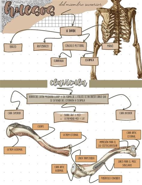 Miembro Superior Apunte Apuntes Médicos Udocz