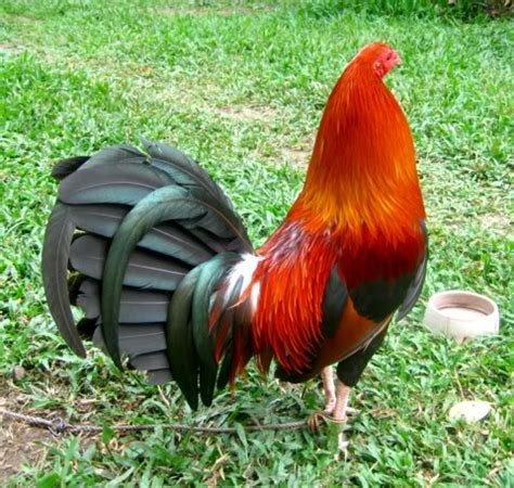 34 bab iv pembahasan a. Hobi Ayam Tangkas: ayam laga philipine petarung pisau suci bloody warrior