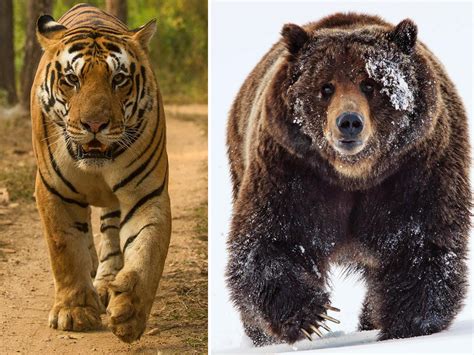 Ussuri Brown Bear Vs Siberian Tiger The World Of Animals