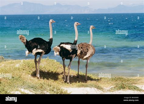 Three Ostriches Standing Beach Struthio Camelus Stock Photo Alamy