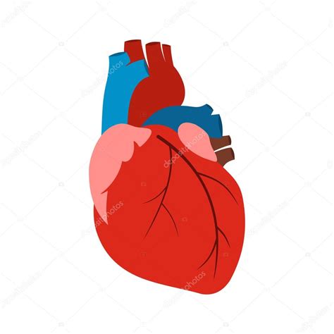 Lidské Srdce Ikona — Stock Vektor © Juliarstudio 101310830