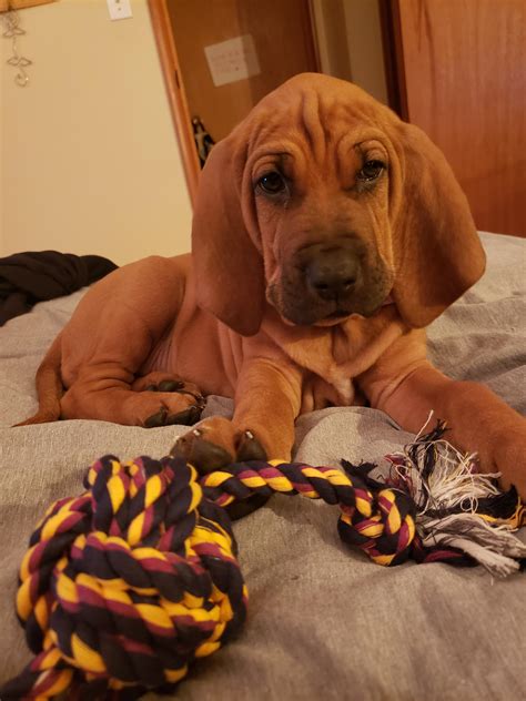 This Is Ripley Shes A Bloodhound Mixed With Rhodesian Ridgeback